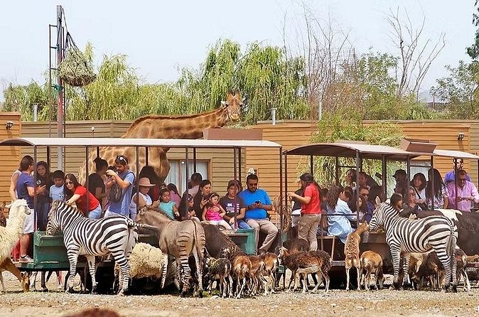 Safari Park - Timing, Food, and Practical Planning