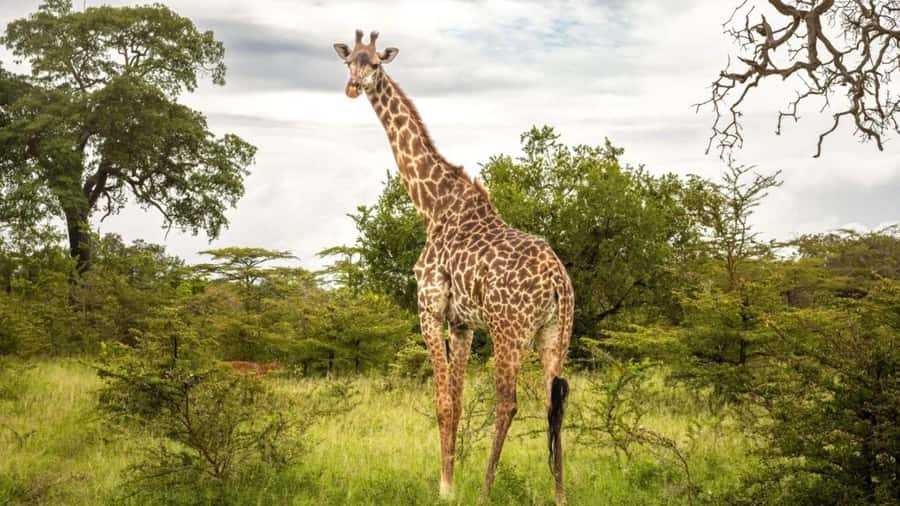 SAFARI PARK-TOUR RANCAGUA : CHILE - Key points to know before you go