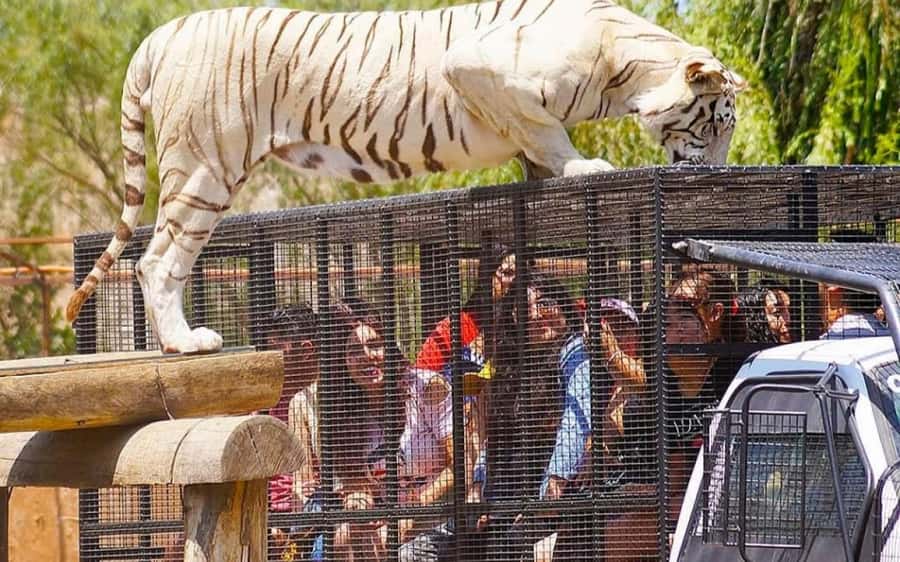 SAFARI PARK-TOUR RANCAGUA : CHILE - Getting from your hotel to Rancagua Safari Park