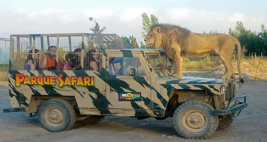 SAFARI PARK-TOUR RANCAGUA : CHILE - The feline safari with lions and tigers