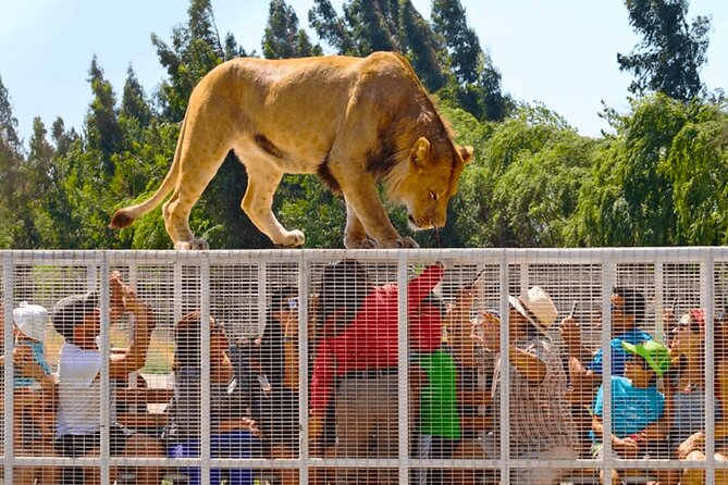 Safari Park, Wild Experience - Key points to know before booking