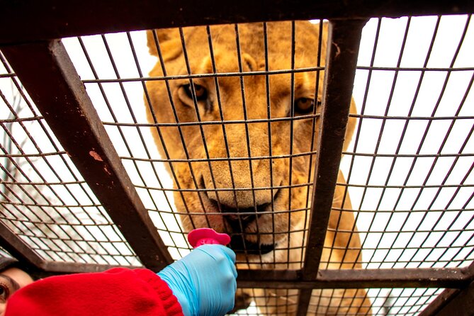 Safari Park, Wild Experience - What the 7-hour Safari Park day actually looks like