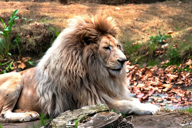 Safari Park, Wild Experience - Big cats and herbivores from a purpose-built vehicle