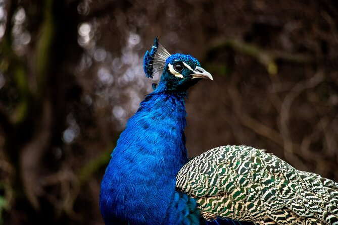 Safari Park, Wild Experience - Choosing one final activity