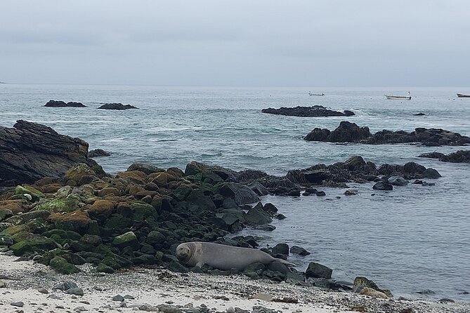 Sailing and Hiking Isla Damas : Humboldt Penguin Reserve - Punta Choros and the fishermen’s boats