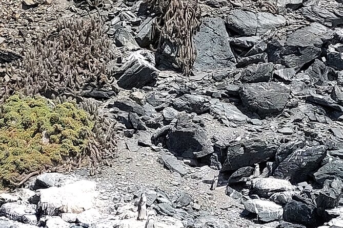 Sailing and Hiking Isla Damas : Humboldt Penguin Reserve - Isla Damas, beaches, and changing access rules