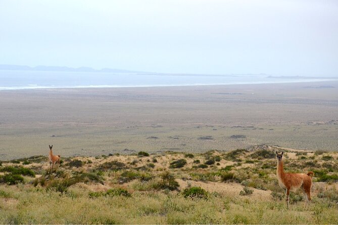 Sailing and Hiking Isla Damas : Humboldt Penguin Reserve - Los Choros and the dry coastal valley