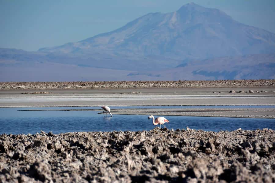 Salar de Atacama and altiplanic lagoons - Key points at a glance