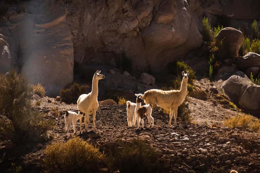 San Pedro de Atacama: Rainbow Valley & Hierbas Buenas Tour - Walking through the red, green, ochre, and white hills