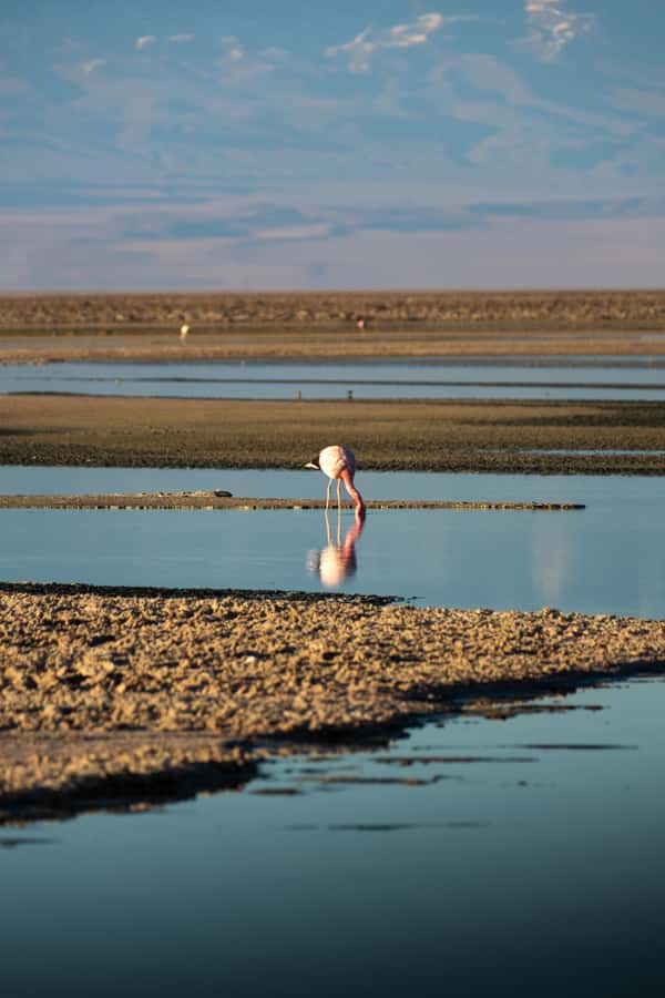 San Pedro de Atacama: Red Rocks & Altiplano Lagoons Day Trip - Why this Atacama day trip works