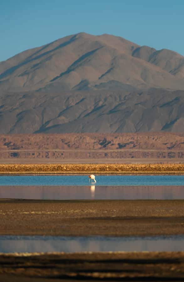 San Pedro de Atacama: Red Rocks & Altiplano Lagoons Day Trip - Morning pickup and the road into the desert