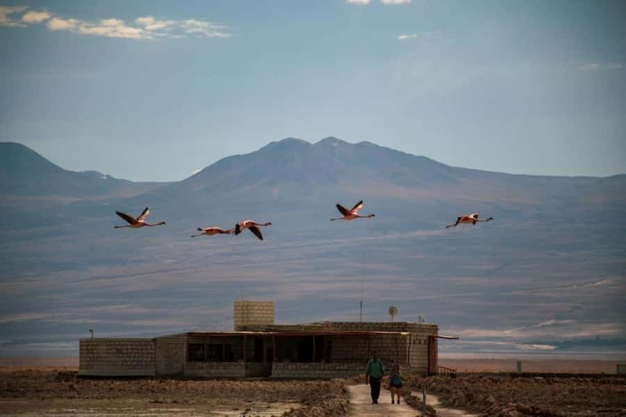 San Pedro de Atacama: Red Rocks and Aliplanic Lagoons - Miscanti and Miñiques at 4,200 meters