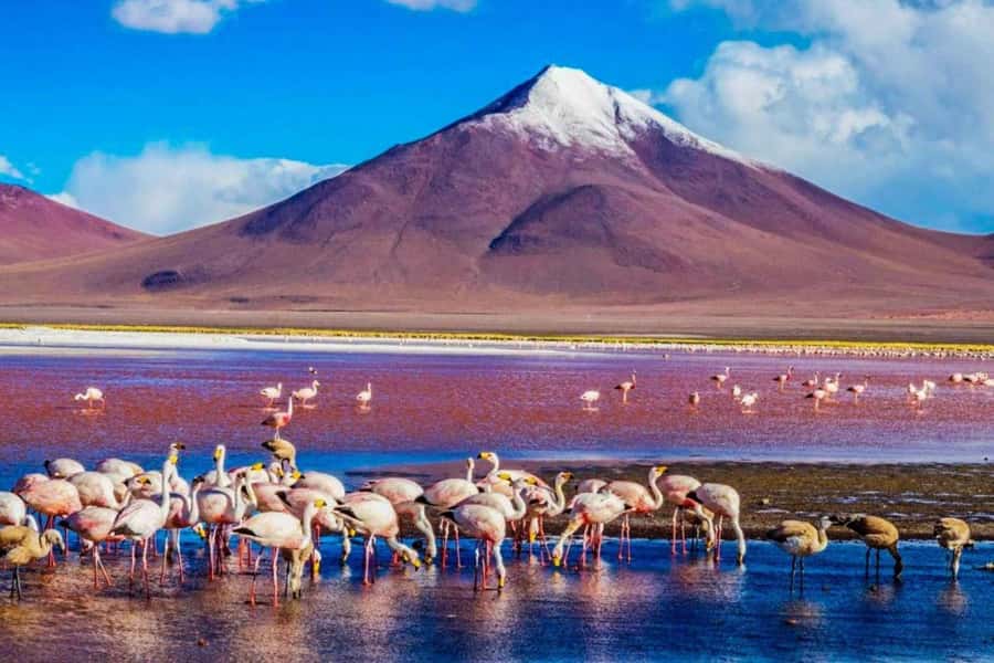 San Pedro de Atacama: Red Stones, Atacama Salt Flats, Lakes - Key points to know before booking
