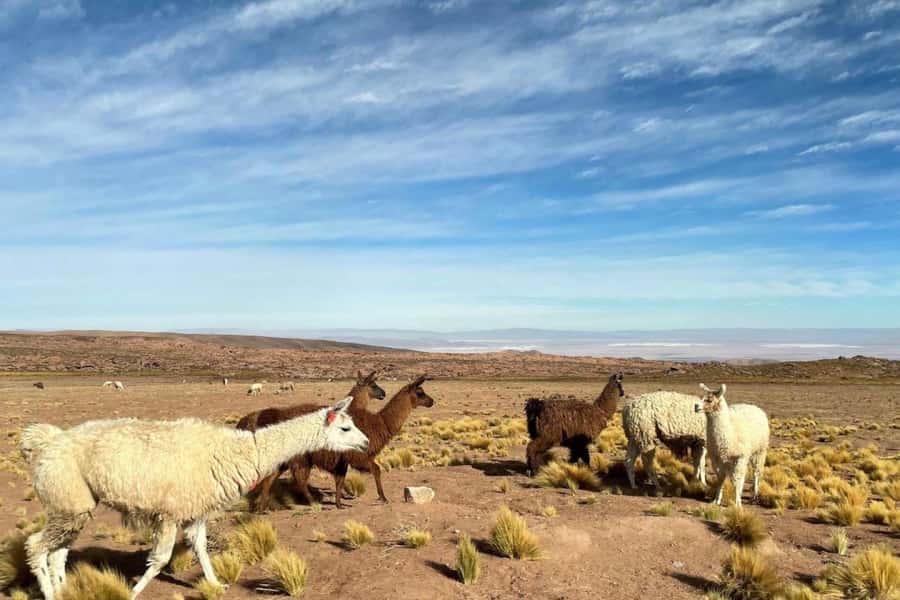 San Pedro de Atacama: Red Stones, Atacama Salt Flats, Lakes - Early pickup and breakfast in the desert