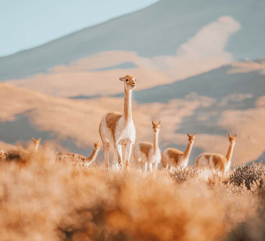 San Pedro de Atacama: Tatio Geysers and Machuca Tour - Two hours through the high Andes