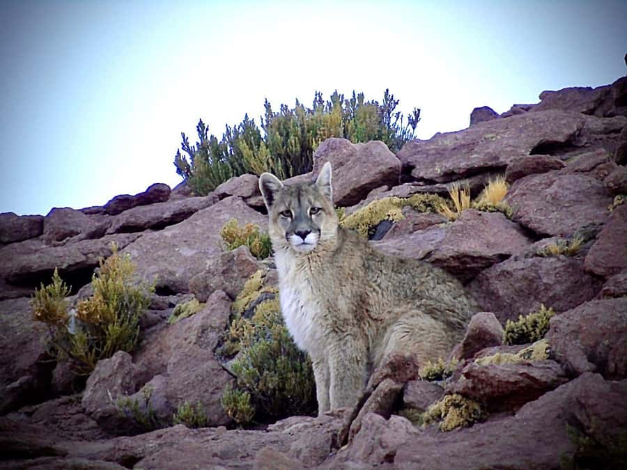 San Pedro de Atacama: Wildlife Safari and Photography Tour - Key points at a glance