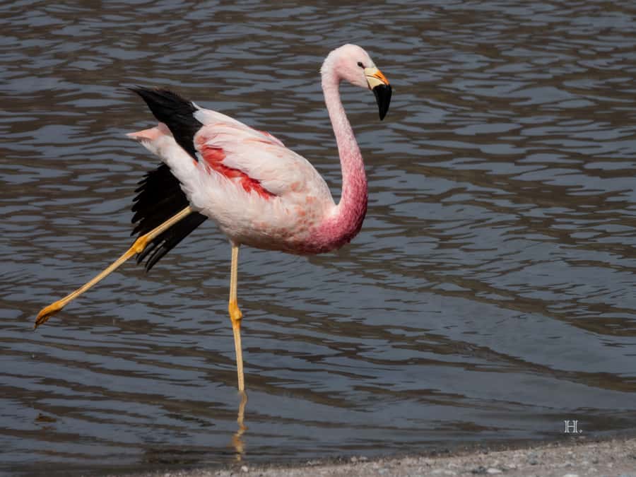 San Pedro de Atacama: Wildlife Safari and Photography Tour - Why this Atacama safari feels different
