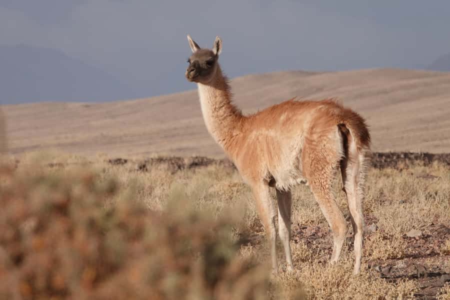 San Pedro de Atacama: Wildlife Safari and Photography Tour - Machuca Village and its highland wetlands