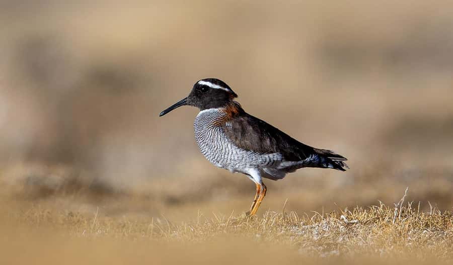 San Pedro de Atacama: Wildlife Safari and Photography Tour - What the photography equipment adds