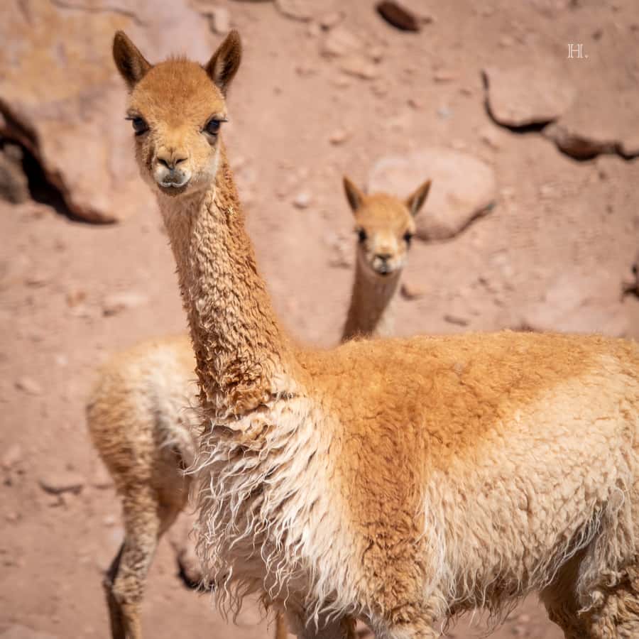 San Pedro de Atacama: Wildlife Safari and Photography Tour - How much time you get with wildlife