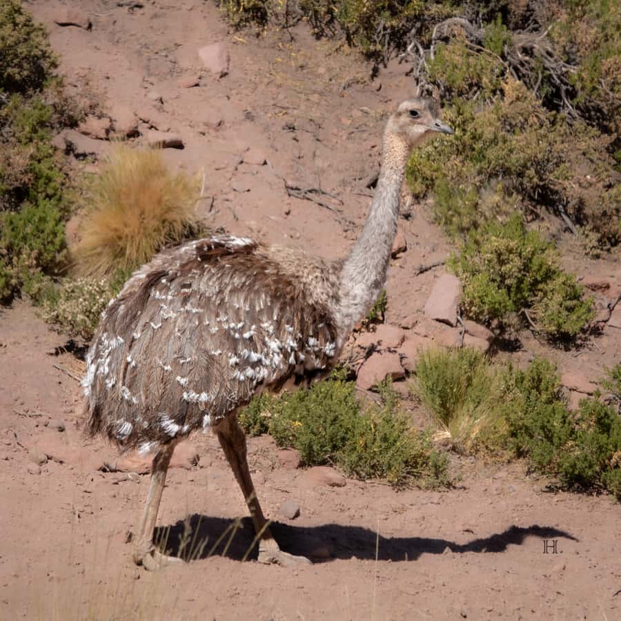 San Pedro de Atacama: Wildlife Safari and Photography Tour - Price, comfort, and who gets the best value