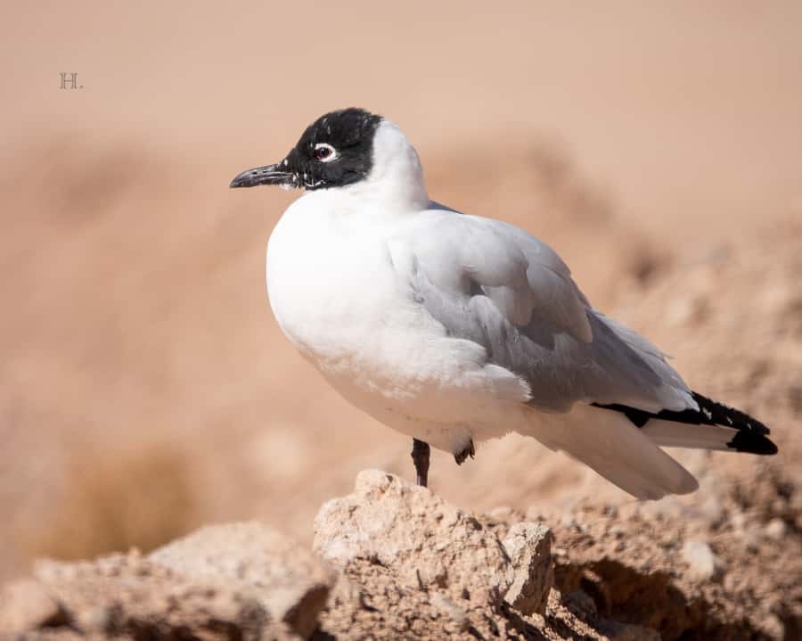 San Pedro de Atacama: Wildlife Safari and Photography Tour - What to bring for the high country
