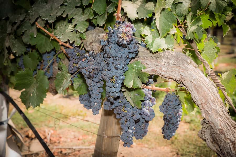 Santa Rita: Tour + Premium Wine Tasting + Private Transport - Key points to know before booking