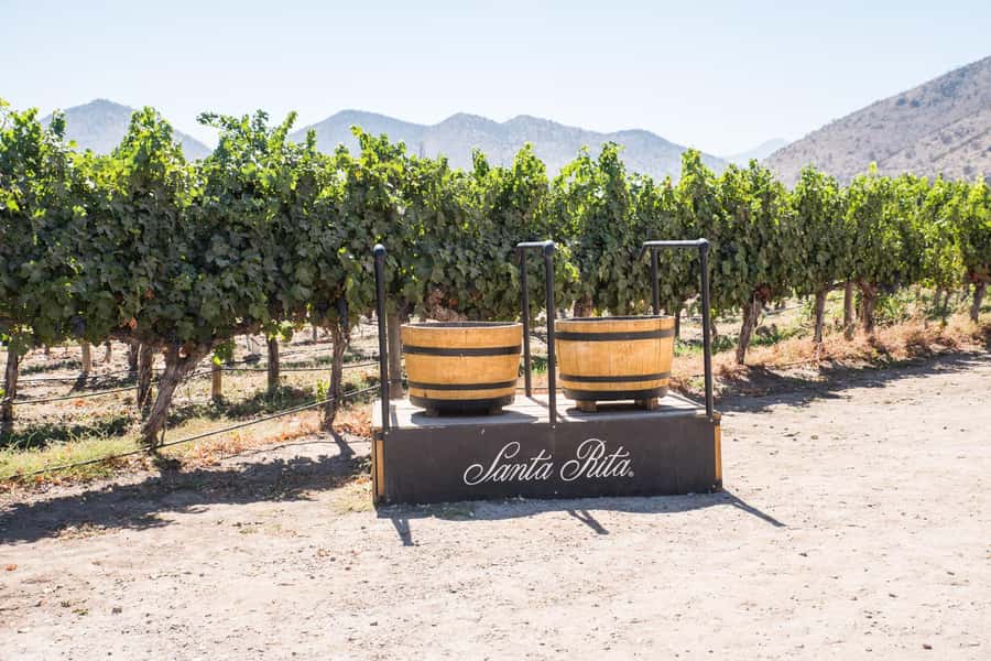 Santa Rita: Tour + Premium Wine Tasting + Private Transport - The Ultra Premium tasting in the cellar