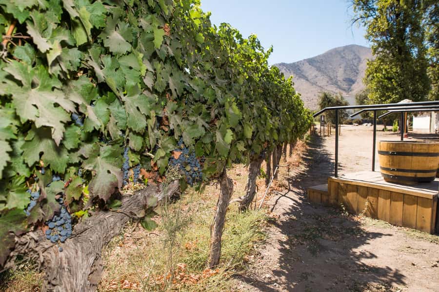 Santa Rita: Tour + Premium Wine Tasting + Private Transport - Who will enjoy this Santa Rita outing?