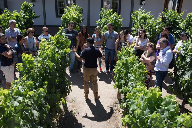 Santa Rita Winery Selection Tour - From grapes to bottles at Santa Rita