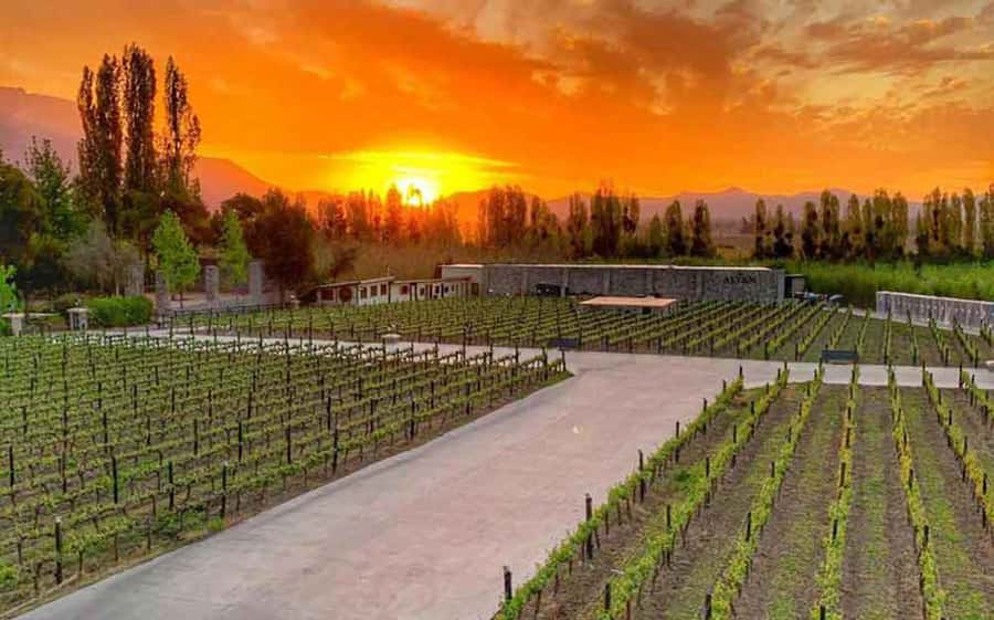 Santiago: Alyan Winery Sunset with Wine Tastings and Dinner - Language, guide style, and group atmosphere