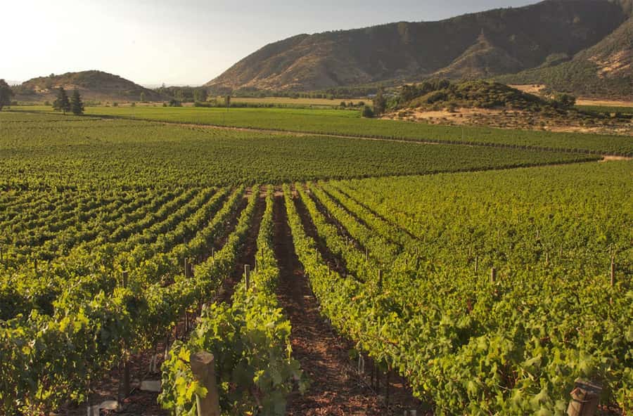 Santiago: Concha y Toro and Undurraga Vineyards Tour - What the $76 price really buys you
