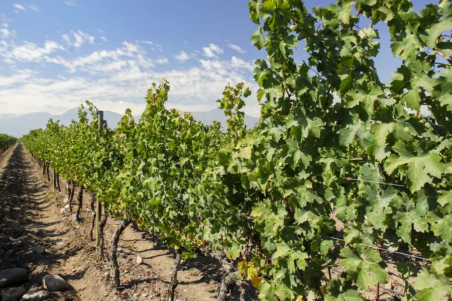 Santiago: Concha y Toro and Undurraga Vineyards Tour - How the wine-making lesson works