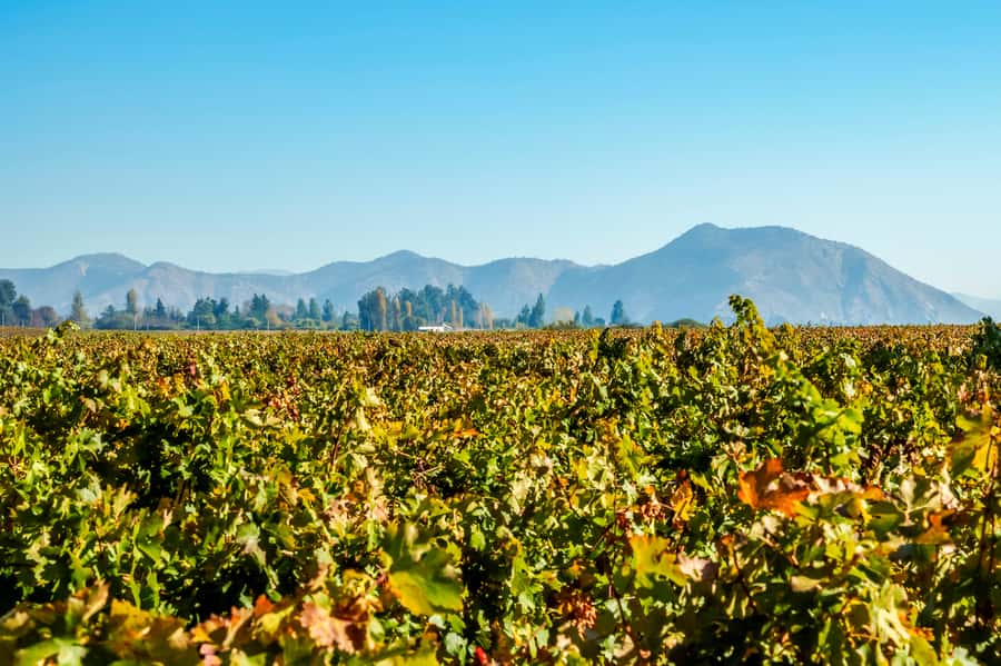 Santiago: Concha y Toro Winery 4–Hour Tour & Sommelier Class - The Garden of Varieties and 26 grape types
