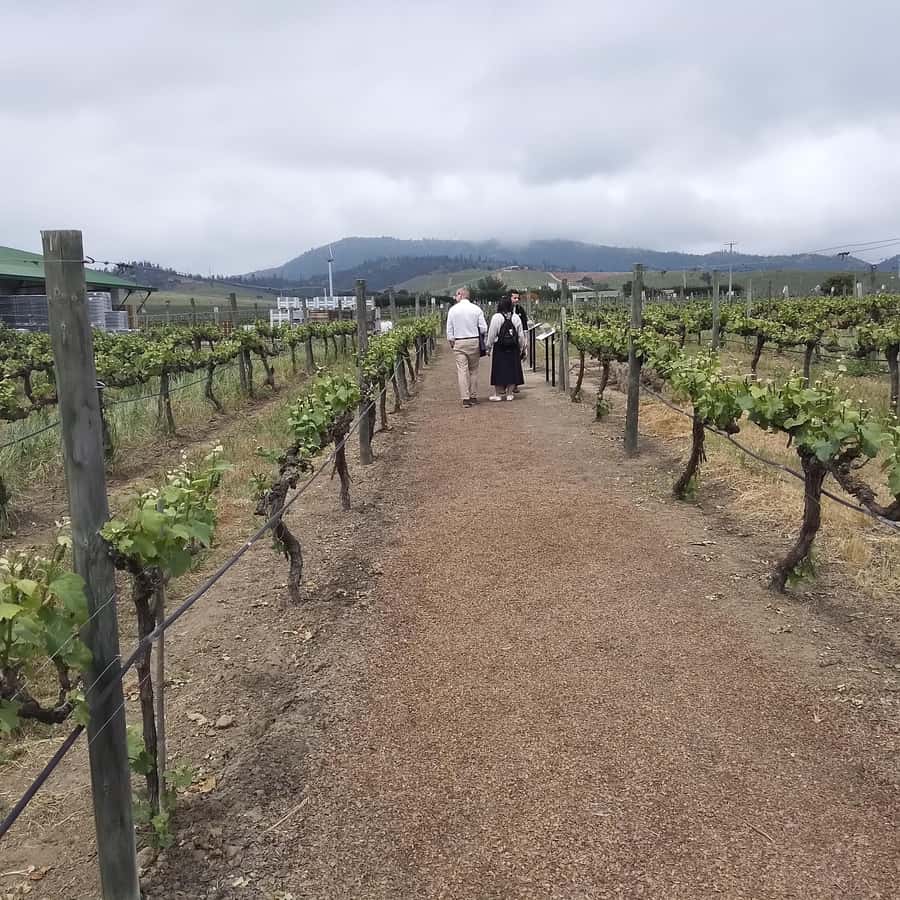 Santiago: Cousiño Macul Vineyard Premium Tasting Tour - Is $70 a fair price?