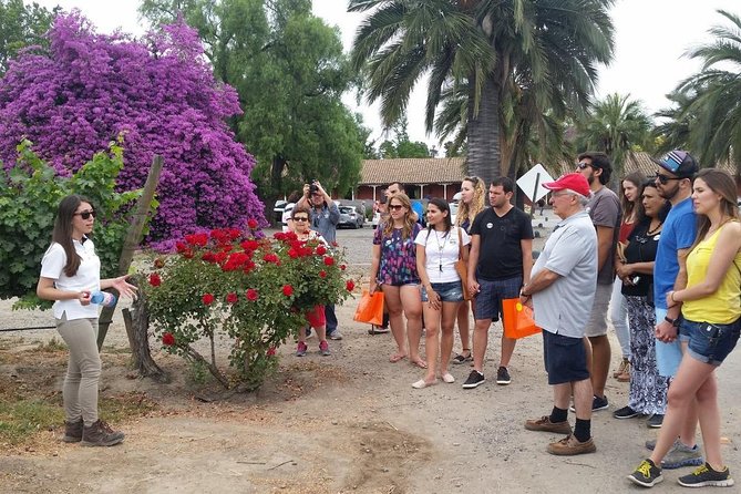 Santiago: Full day visiting Santa Rita & Undurraga vineyards. Entraces included - What the wine tastings add to the day