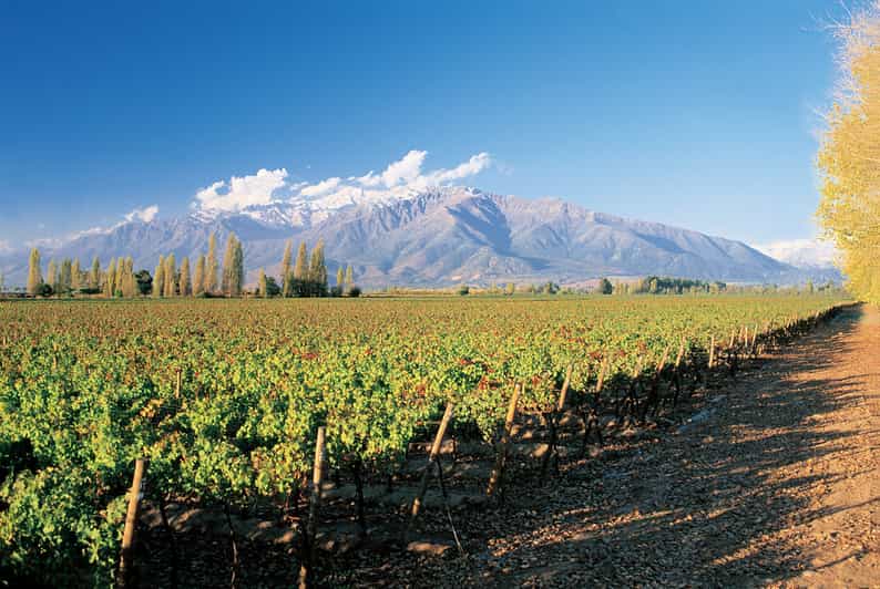 Santiago: Main Chilean Wineries Private Half-Day Tours - Cousiño Macul, an old cellar beside newer equipment