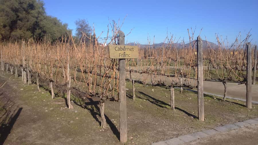 Santiago: Main Chilean Wineries Private Half-Day Tours - Is $290 per person fair value?