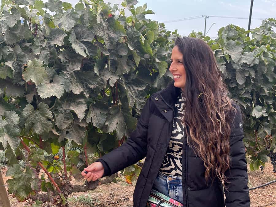 Santiago: Maipo Valley Wine Tasting Tour with 4 Vineyards - Why this Maipo Valley day trip works