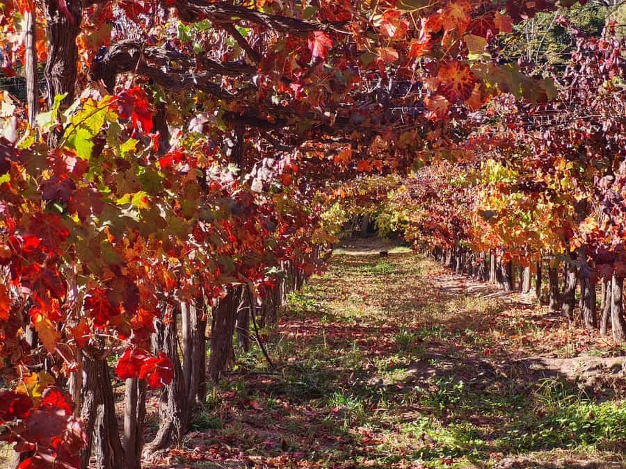 Santiago: Maipo Valley Wine Tasting Tour with 4 Vineyards - Santa Ema and El Peral: a focused premium tasting