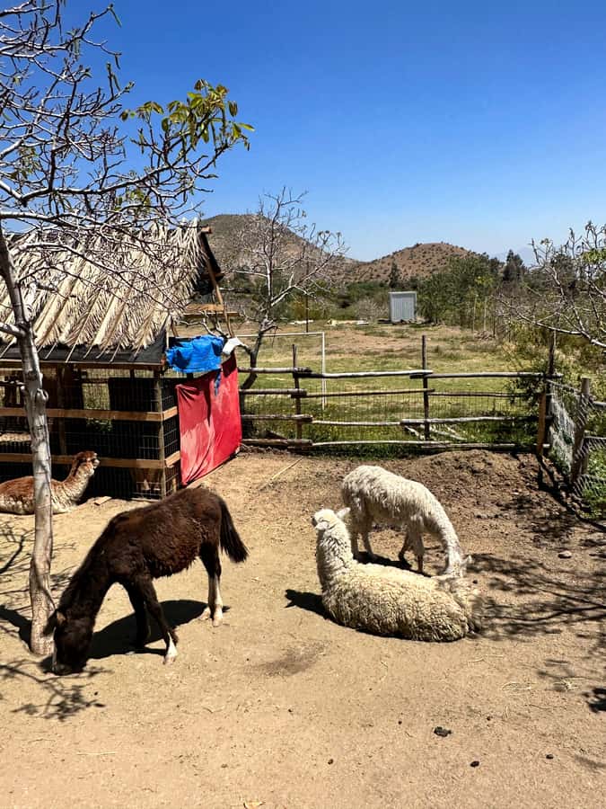 Santiago: Portillo and Laguna del Inca Day Trip with Picnic - How much value do you get for $45?