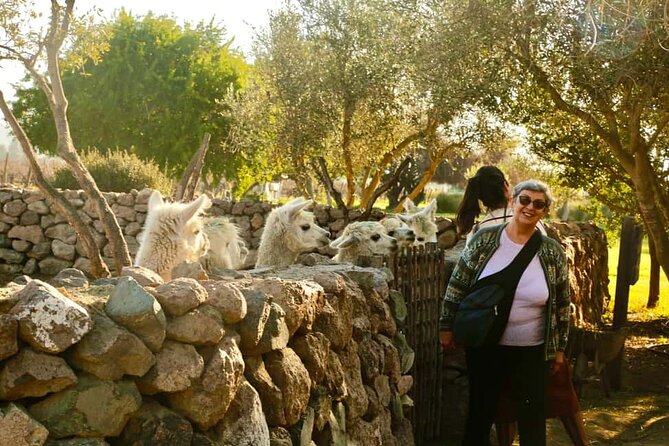 Santiago: Viña del Mar, Valparaiso, with Casablanca Wine Tasting - Casablanca Valley saves the wine for the road home