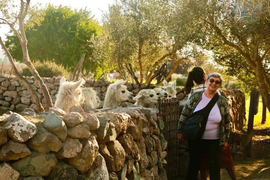 Santiago: Viña del Mar, Valparaiso, with Wine Tasting - How the $60 price holds up
