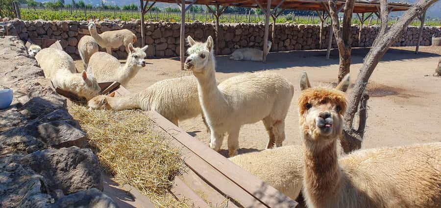 Santiago: World-class Wines, Visit to 4 Vineyards and Tanino - Is $149 good value for this wine day?