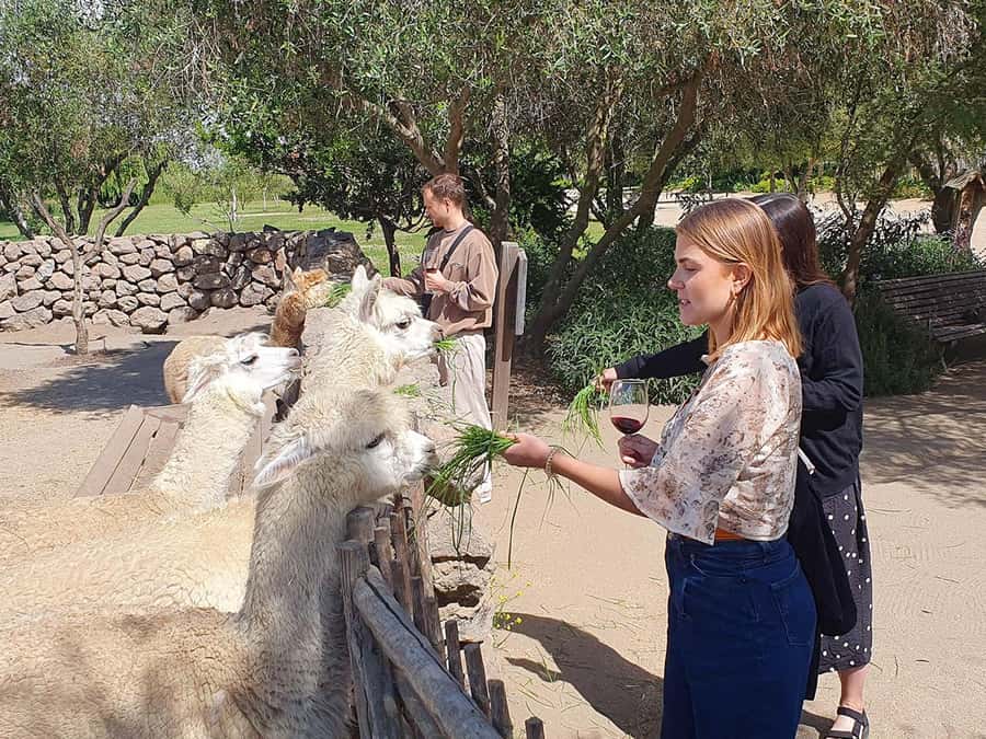 Santiago: World-class Wines, Visit to 4 Vineyards and Tanino - What the tastings are really like