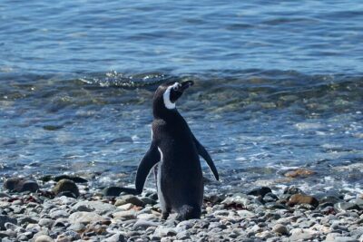 Shore Excursion: Magellan Penguins Natural Reserve in Magdalena Island from Punta Arenas