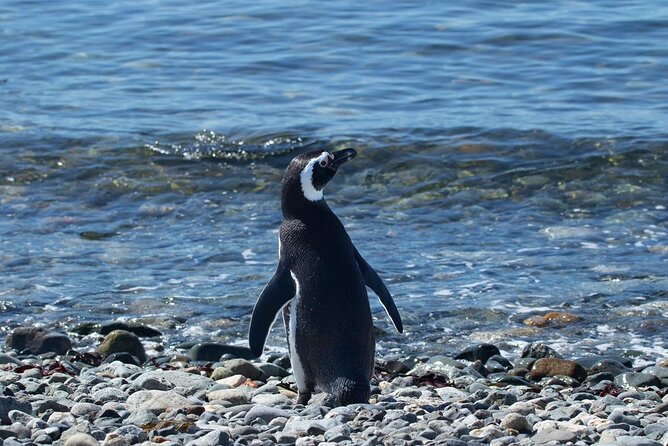 Shore Excursion: Magellan Penguins Natural Reserve in Magdalena Island from Punta Arenas - Crossing the Magellan Strait by small boat