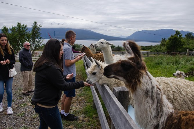 Shore Excursion: Petrohue Waterfalls, Frutillar & Puerto Varas - Guides, drivers, and the feel of the outing
