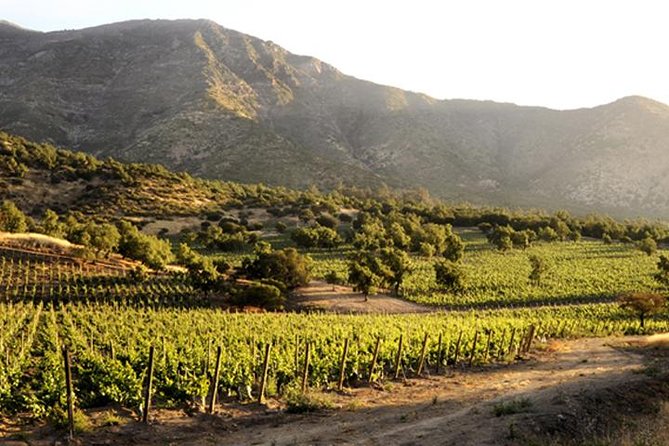 Small-Group Maipo Vineyards Full-Day Experience with Optional Lunch - Aquitania and Cousiño Macul: check the exact combination