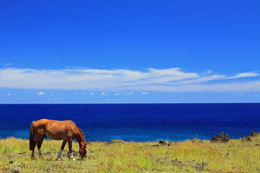 Terevaka Horse Excursion: The highest point and 360° view. - Why the view from Terevaka matters
